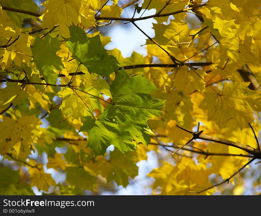 Colors of autumn. Colors of autumn