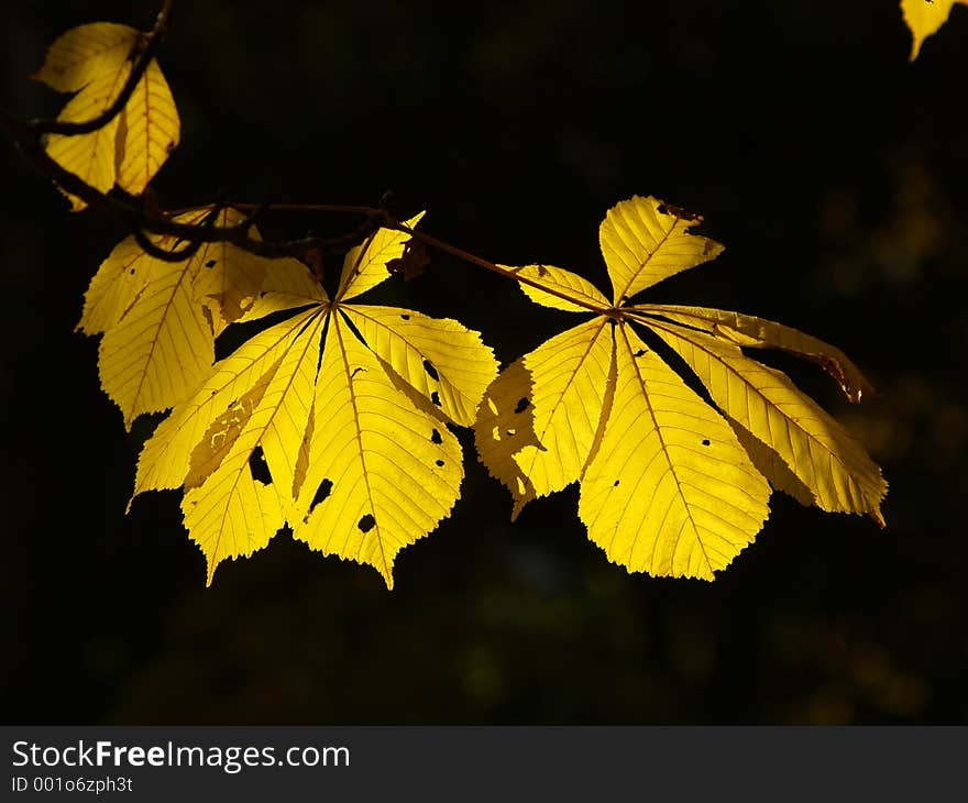 Autumn [20]