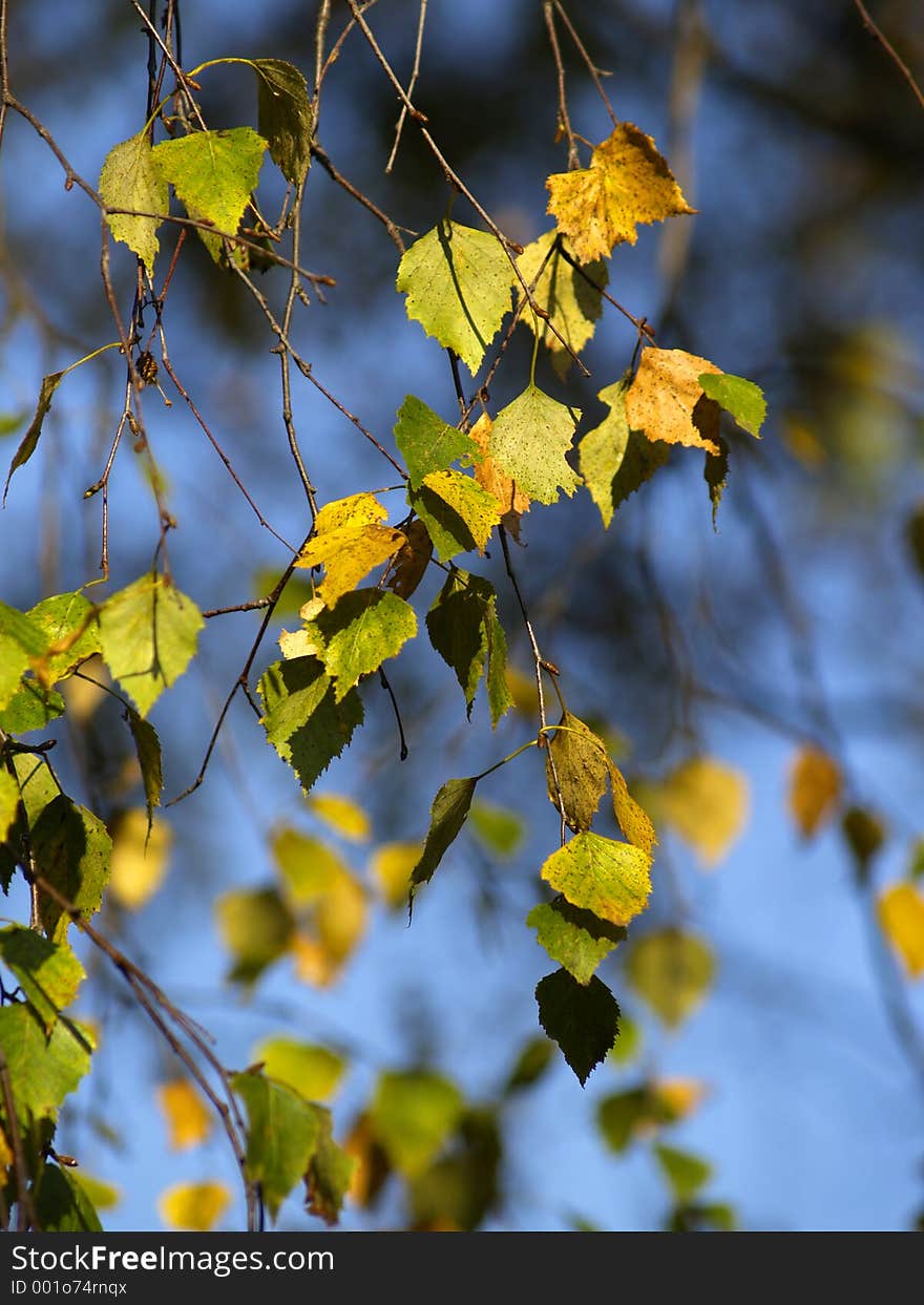 Colors of autumn. Colors of autumn