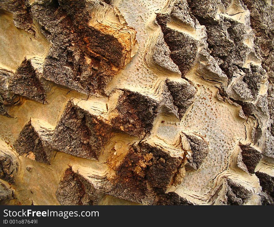 Tree trunk macro