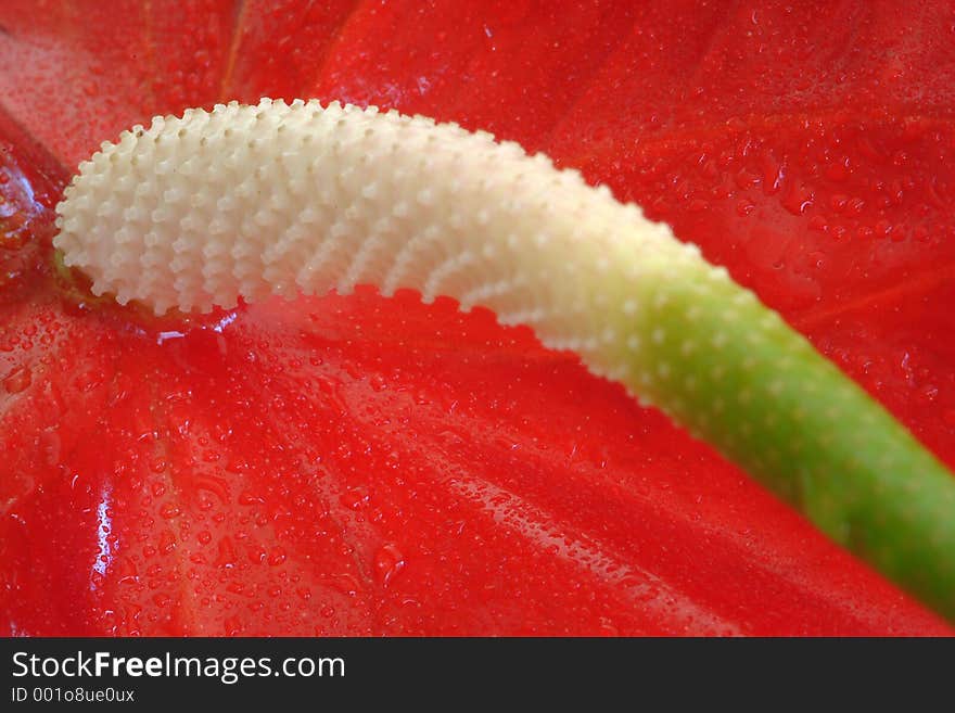 Red flower