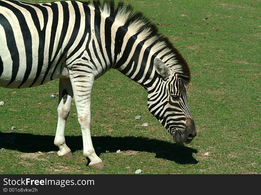 Zebra in field