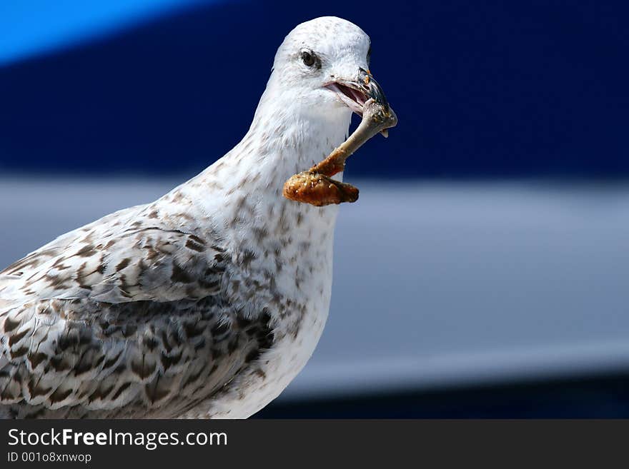 Seagull Take Away