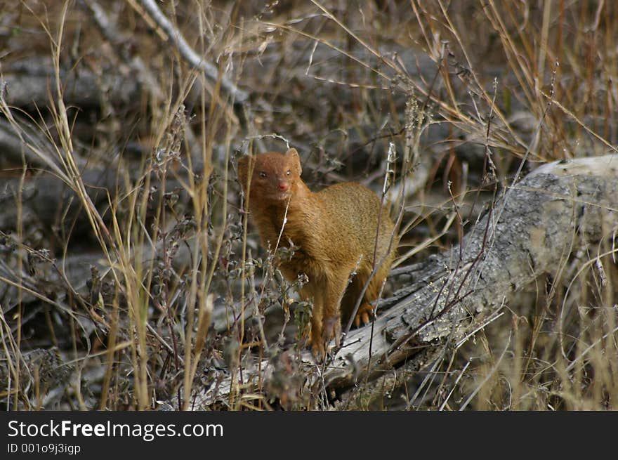 Mongoose