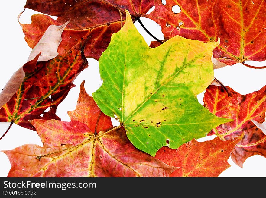 Leaves isolated