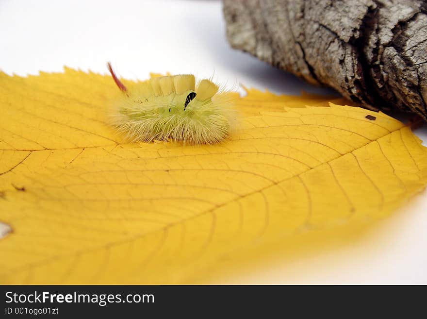 A green furry caterpillar walking on orange autumn leaves