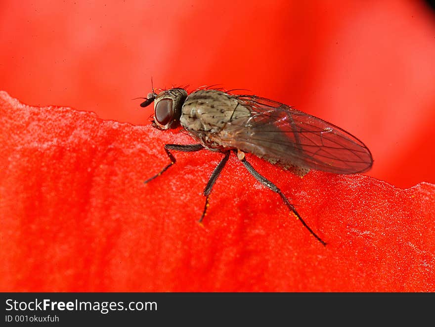 Closeup of a fly in poppy flower