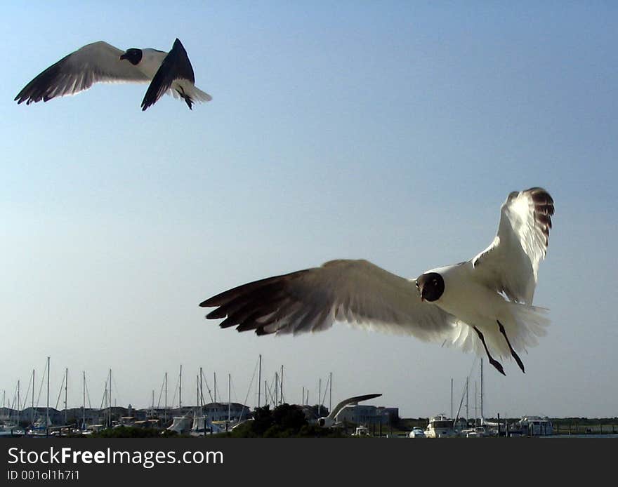 Seagulls following boat