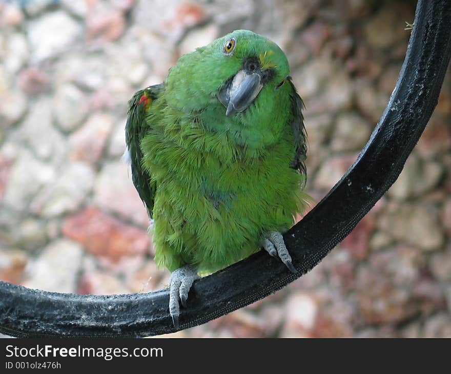 A green curious parrot. Shallow focus, focus on eyes.