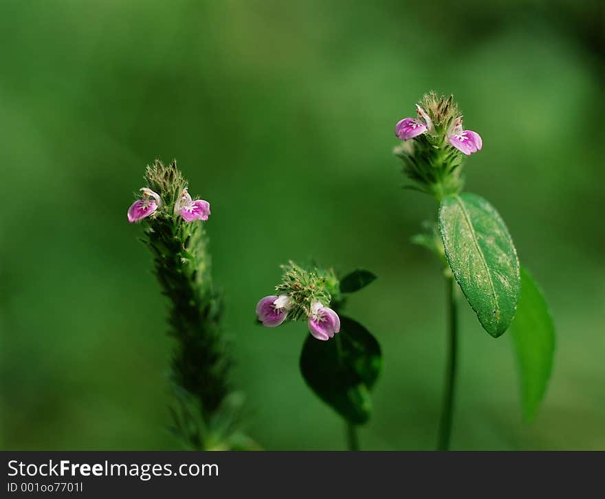 Wild Flowers Image