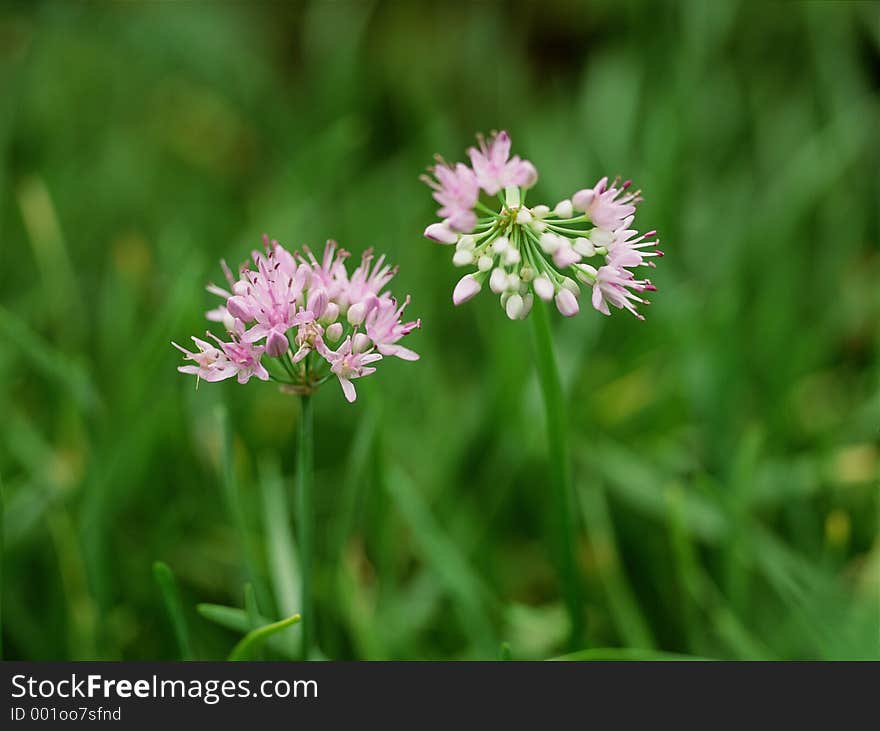 Wild Flowers