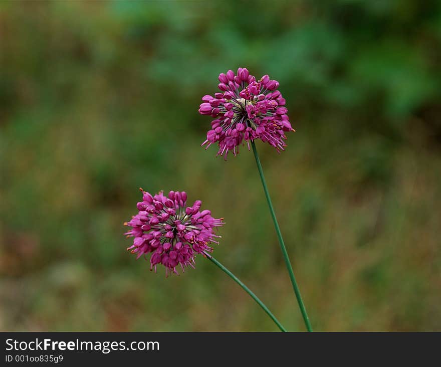 Wild Flowers Image