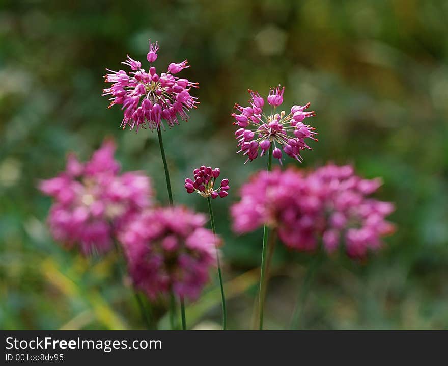 Wild Flowers Image