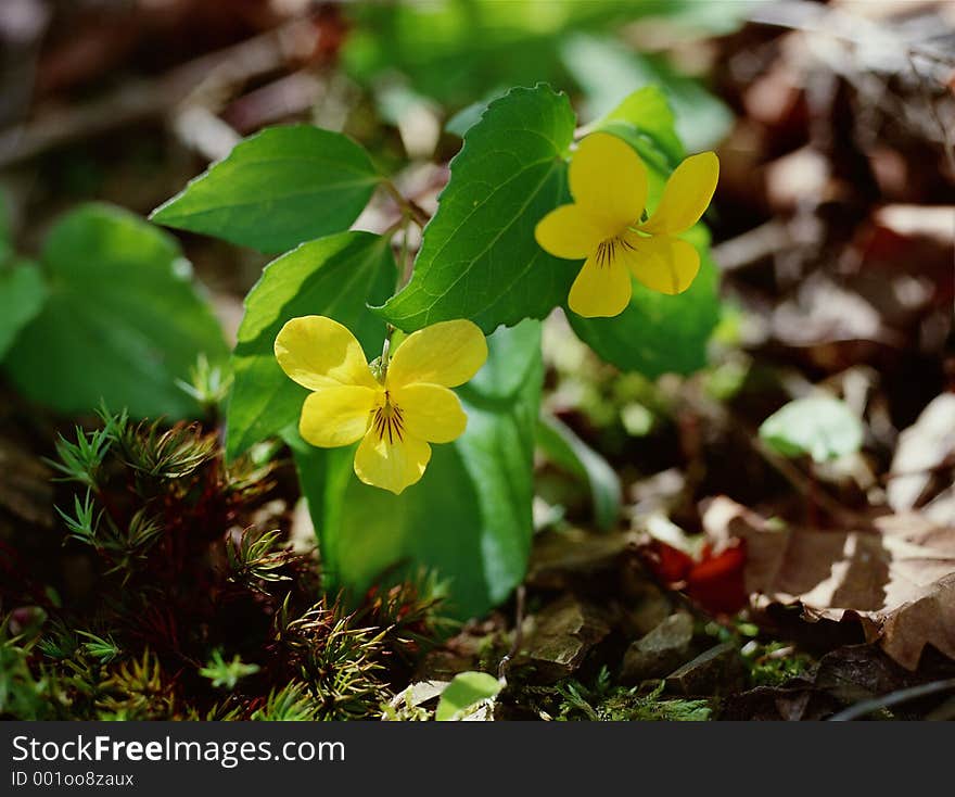 Wild Flowers Image