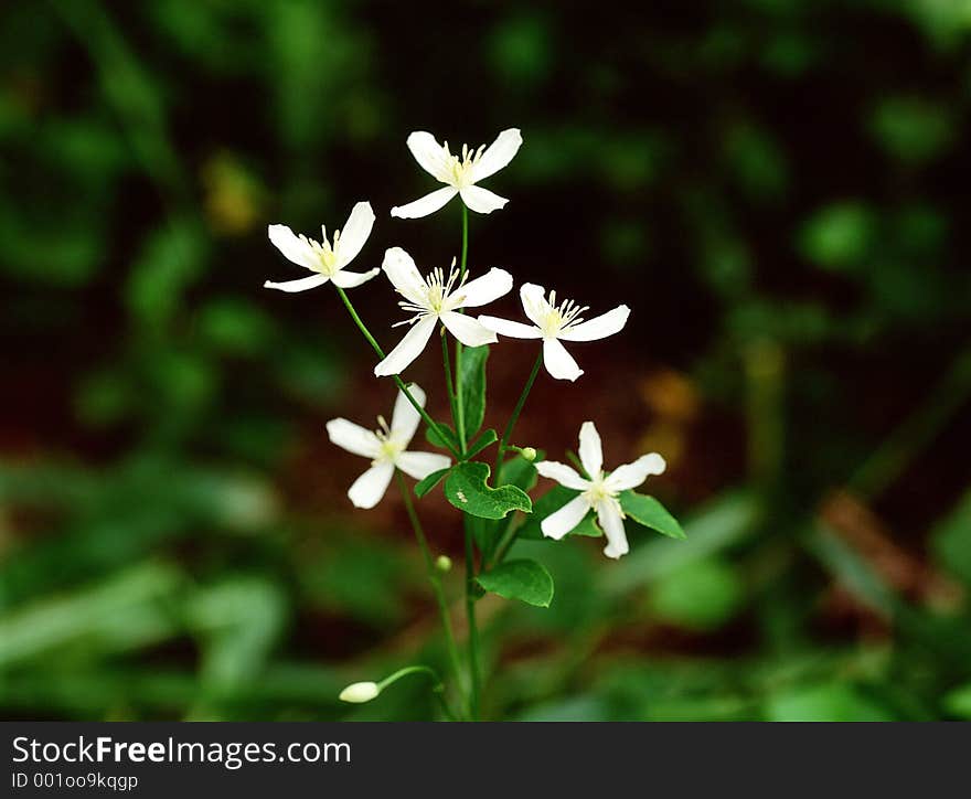 Wild Flowers Image