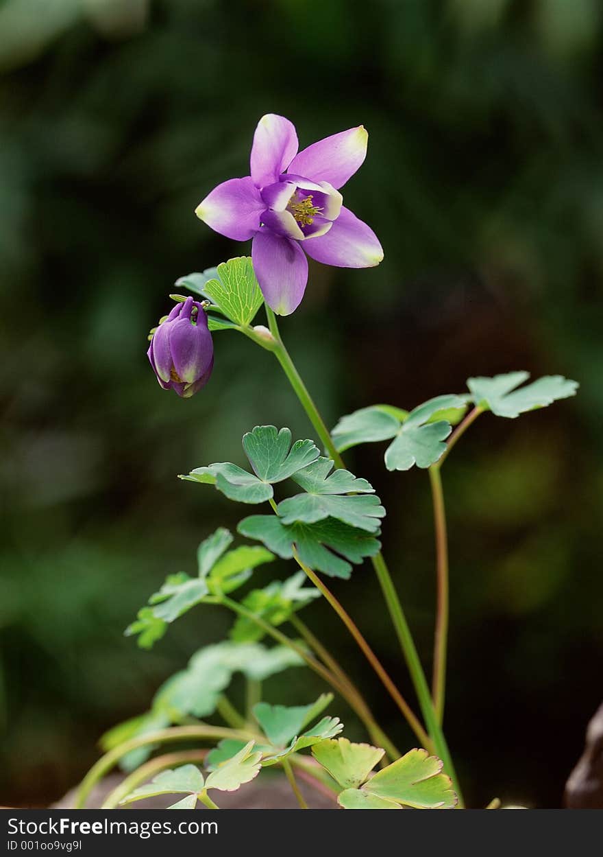 Wild Flowers Image