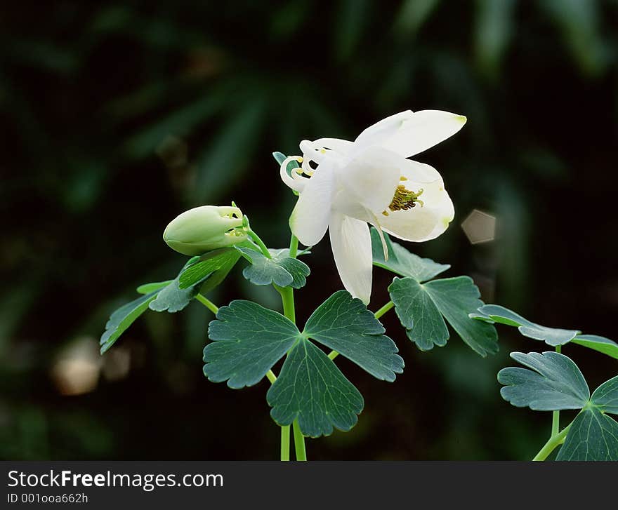 Wild Flowers Image