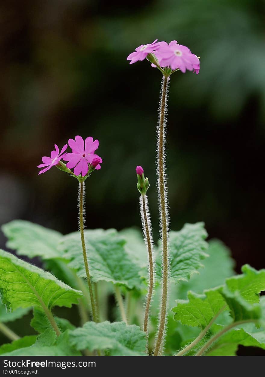 Wild Flowers