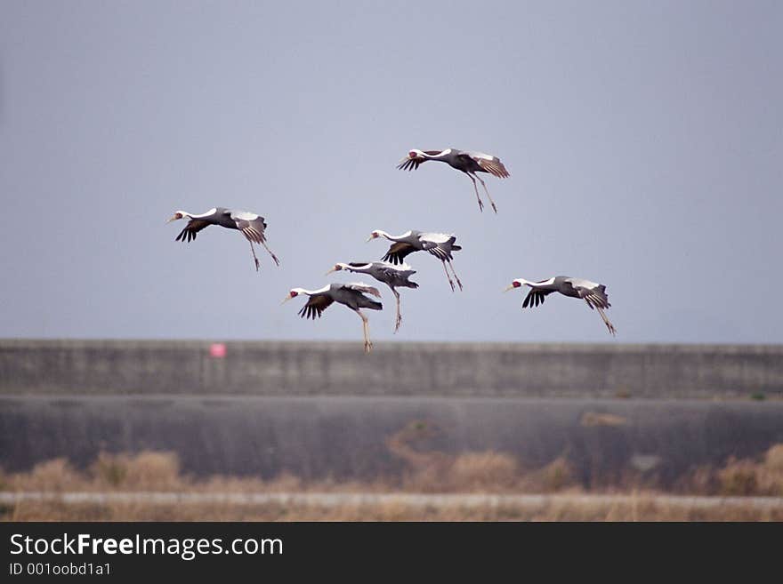 Birds Image