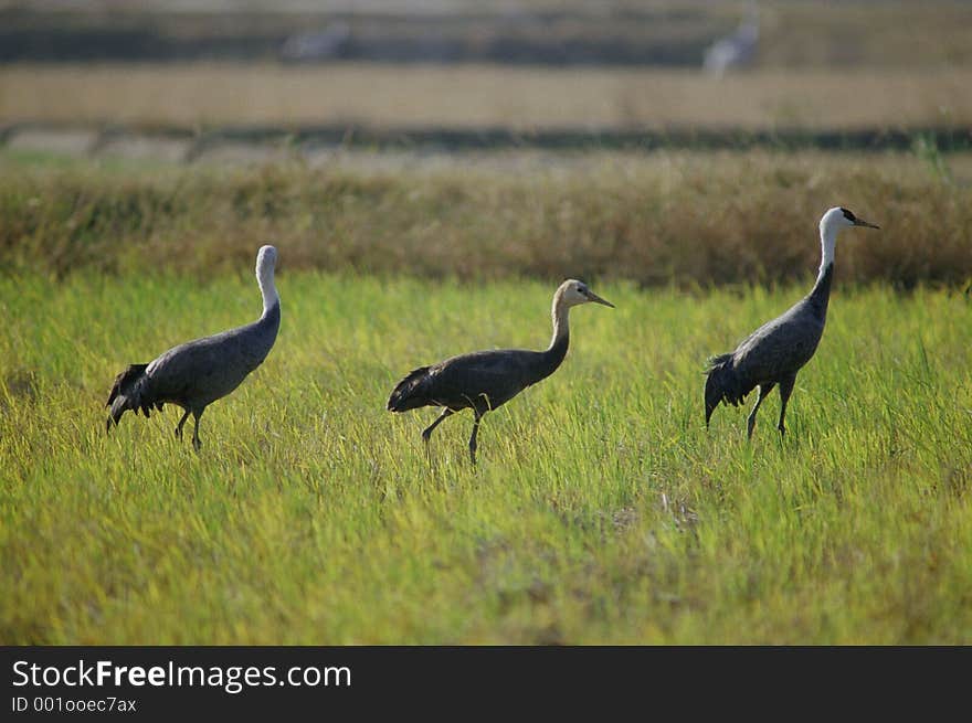 Birds Image