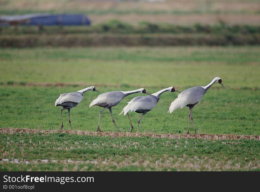 Birds Image