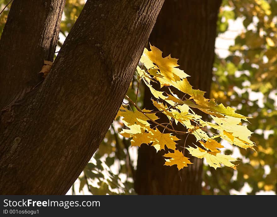 Coloured branch in the gardens