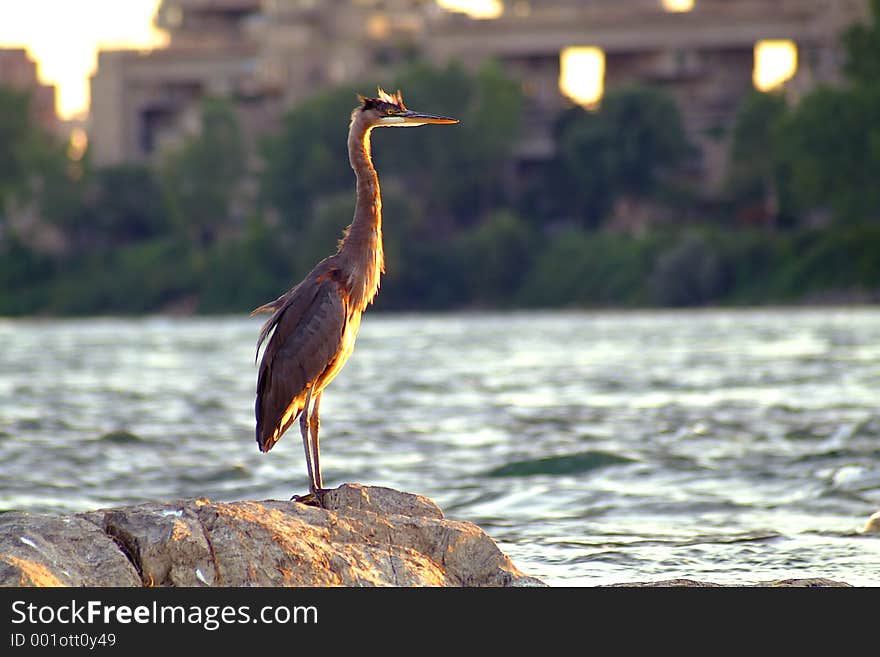 Great blue heron