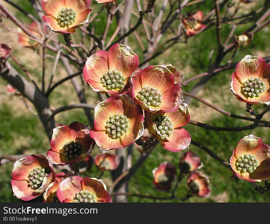 Red Dogwood in bloom