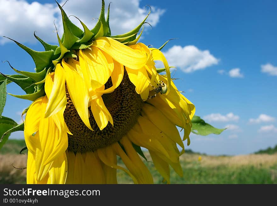 The sunflower