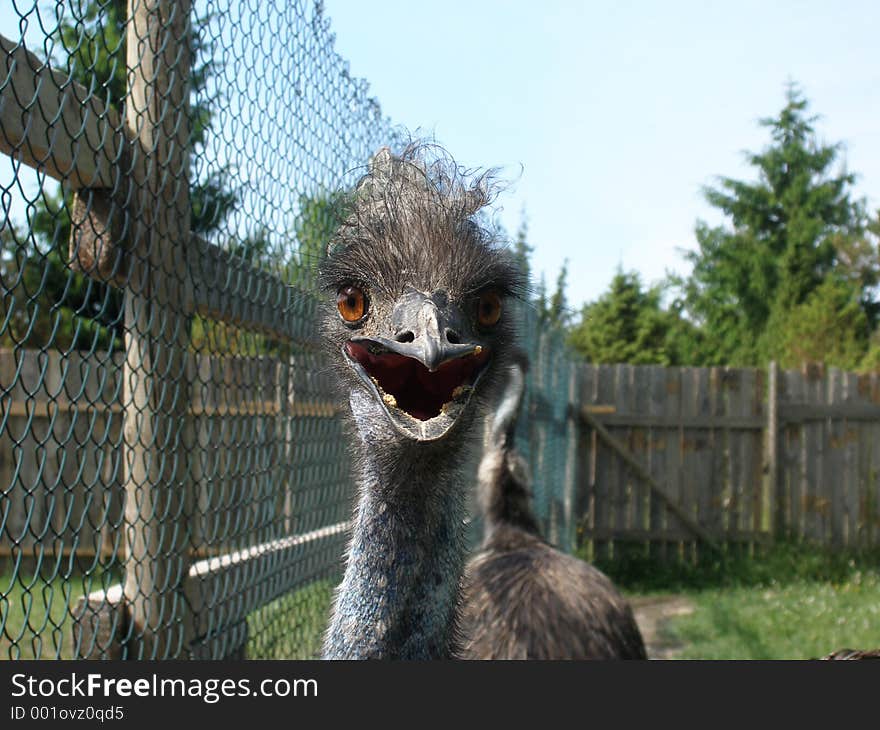 Emu staring