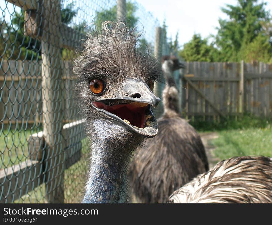 Emu at close