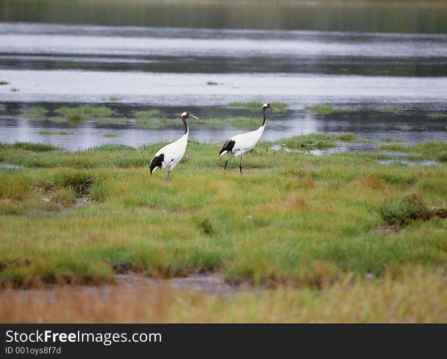 Birds Image some noise present