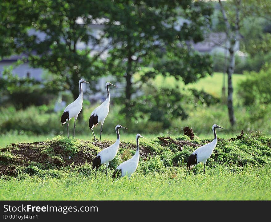 Birds Image some noise present.