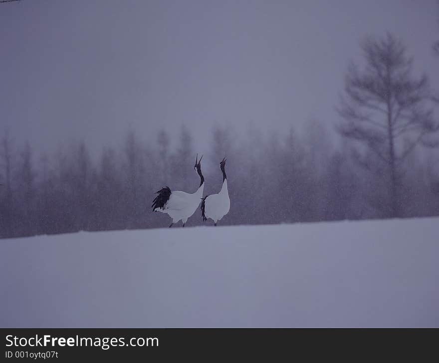 Birds Image some noise present.