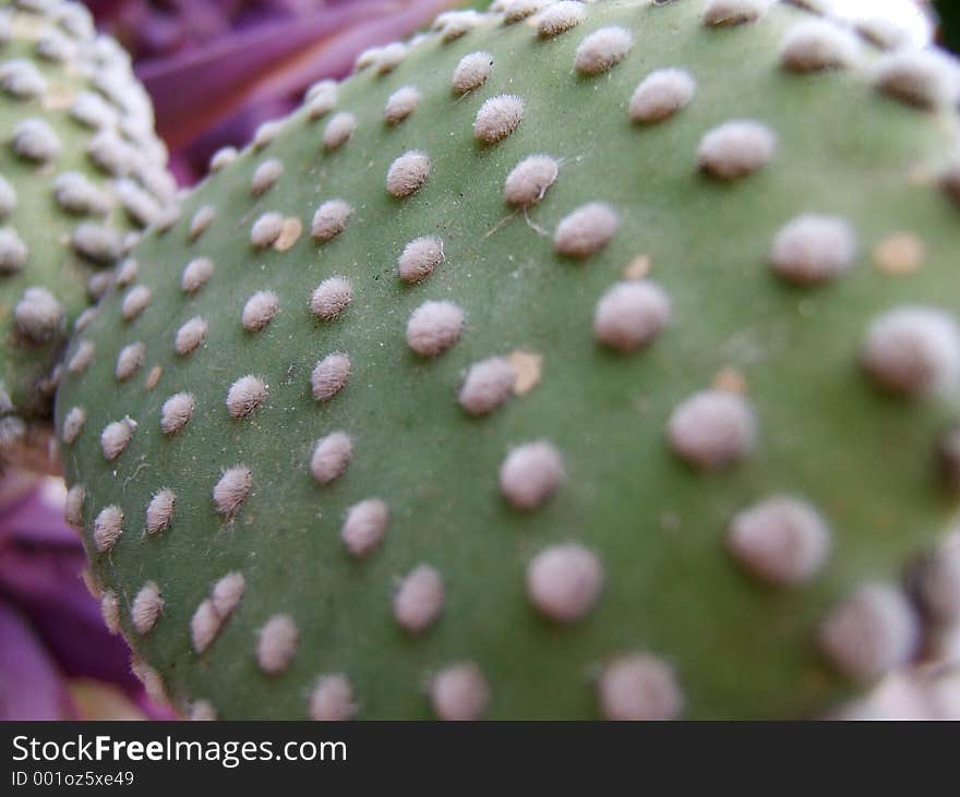 Green Cactus