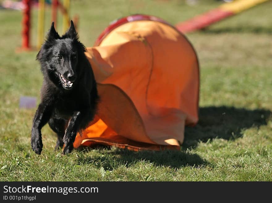 Belgian shepherd out of tunnel