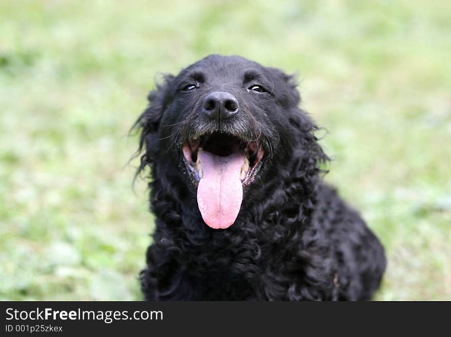 A Croatian shepherd smiling and showing tongue. A Croatian shepherd smiling and showing tongue