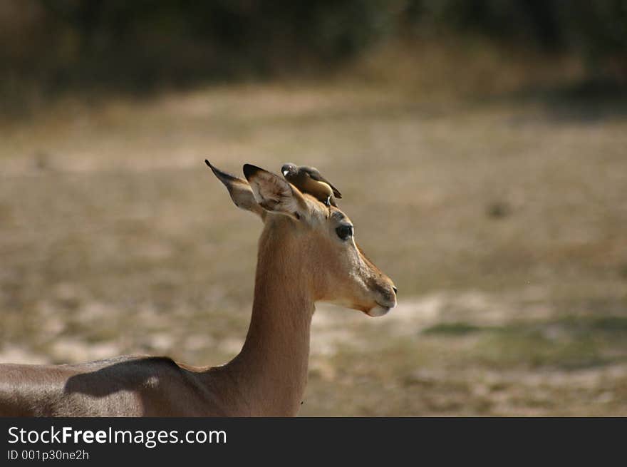 Oxpecker grooming an impala. Oxpecker grooming an impala