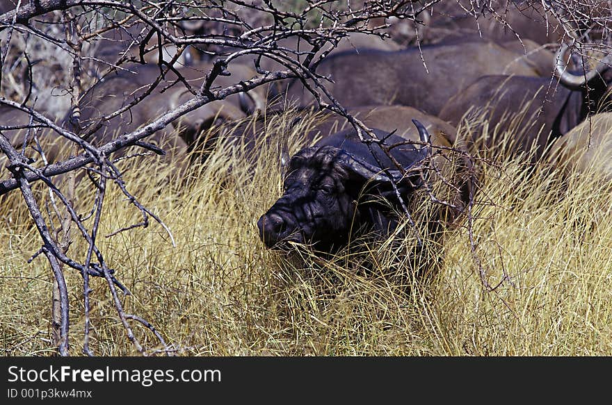 African Buffalo 2