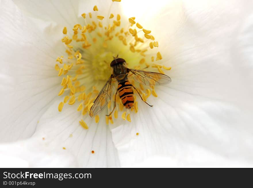 Hoverfly