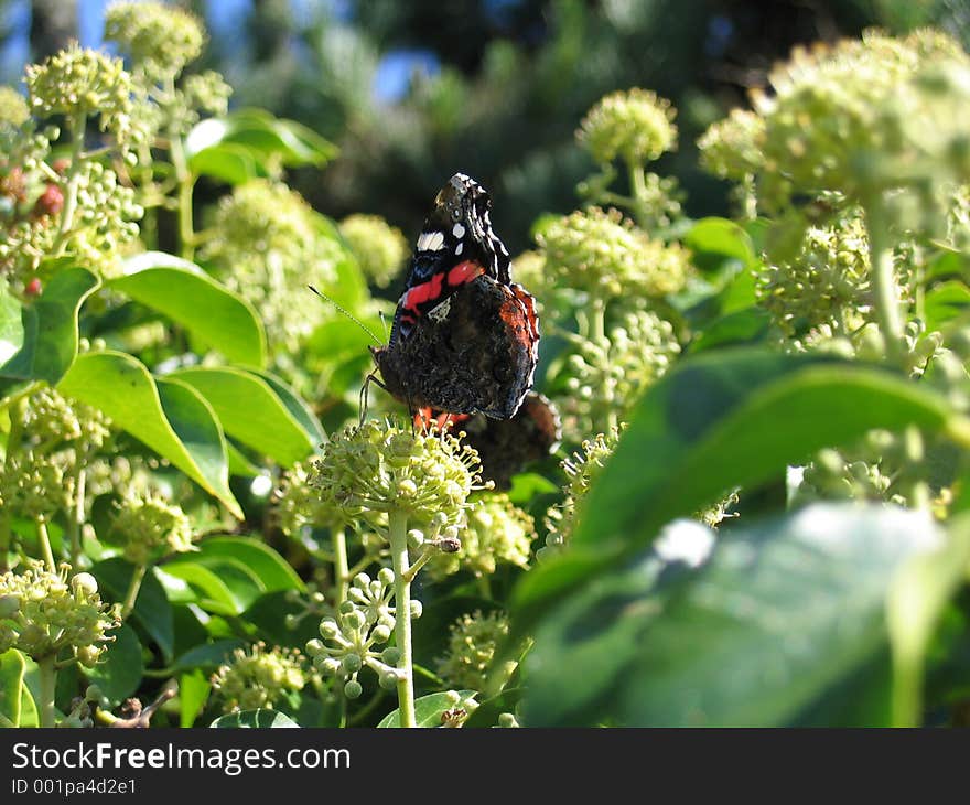 I took this picture in the south west of England, Outdoor. I took this picture in the south west of England, Outdoor