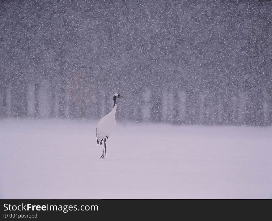 Birds Image