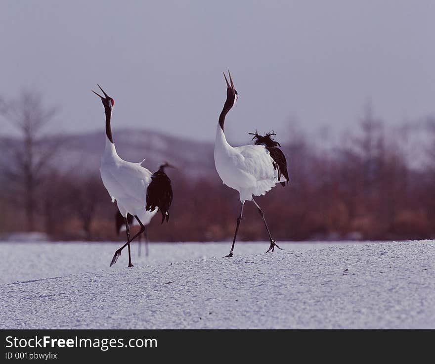 Birds Image