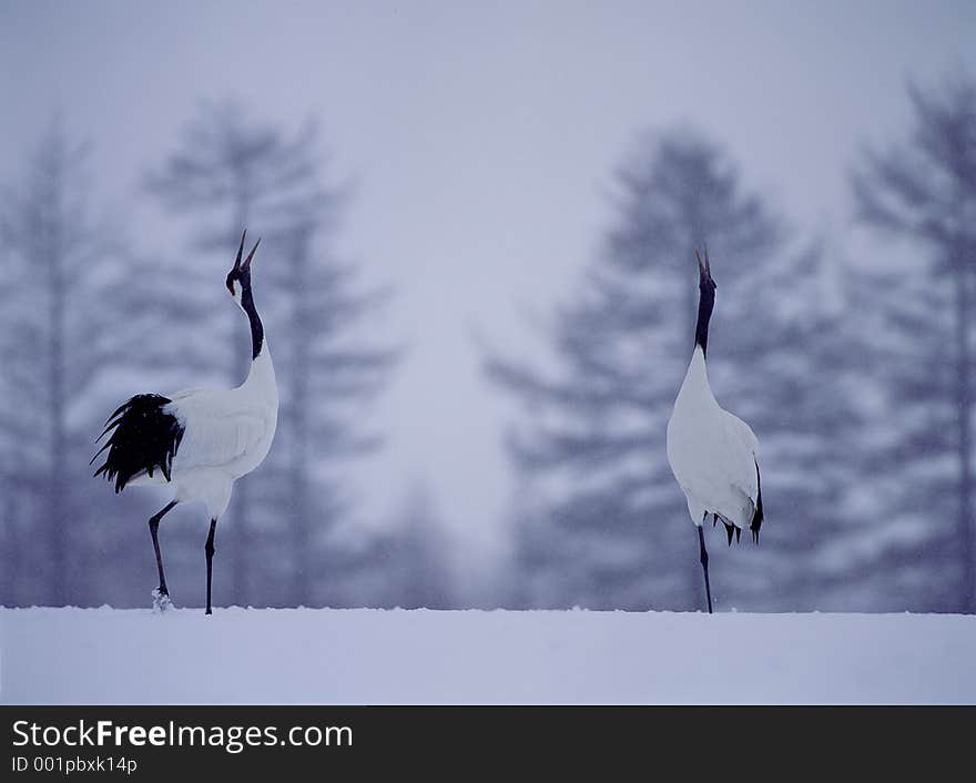 Birds Image