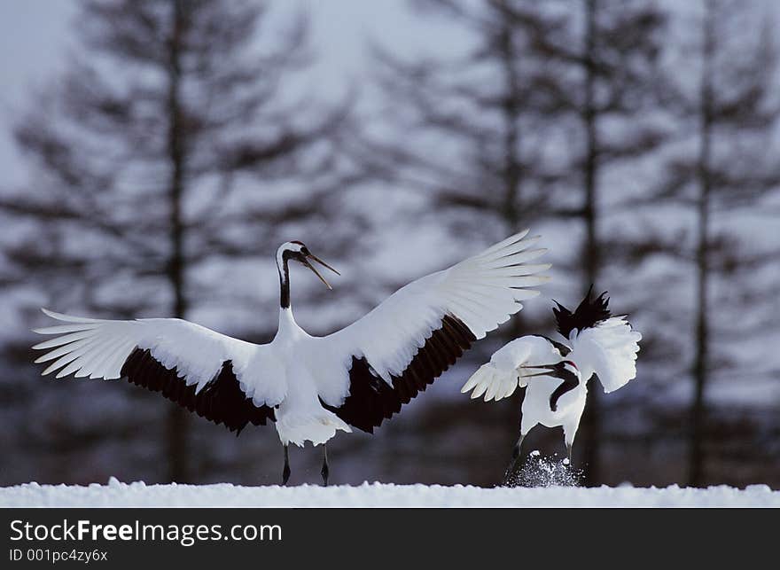 Birds Image