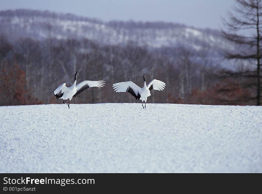 Birds Image