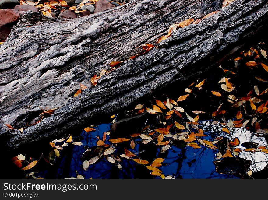 Colorful leaves on a dead wood. Colorful leaves on a dead wood