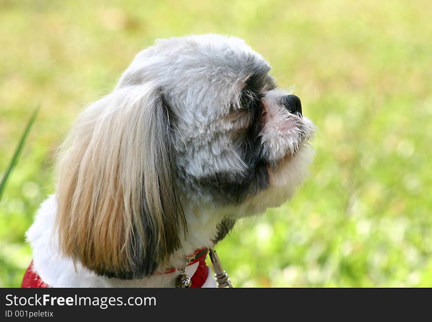 Show Shih Tsu with cropped head hair