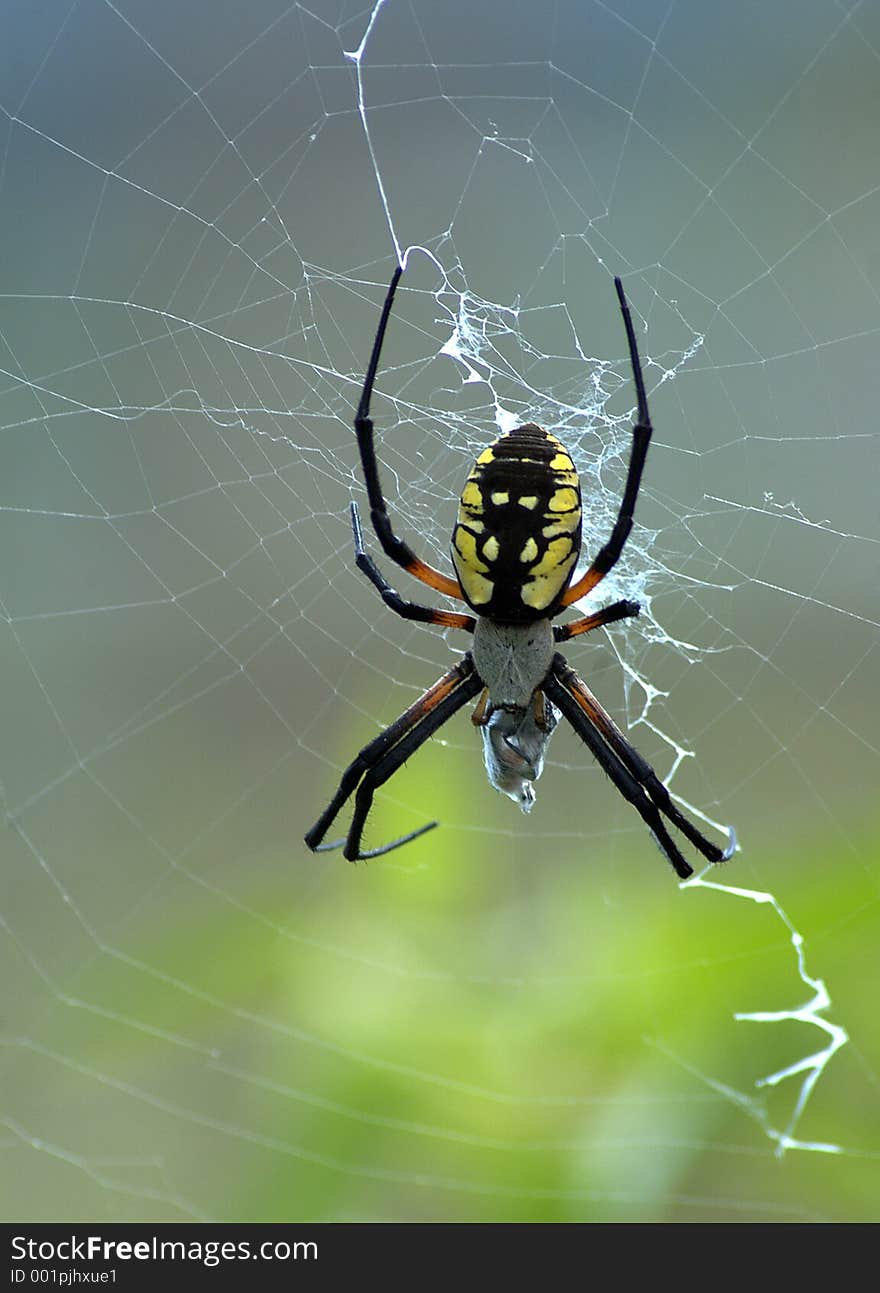 Colorful spider