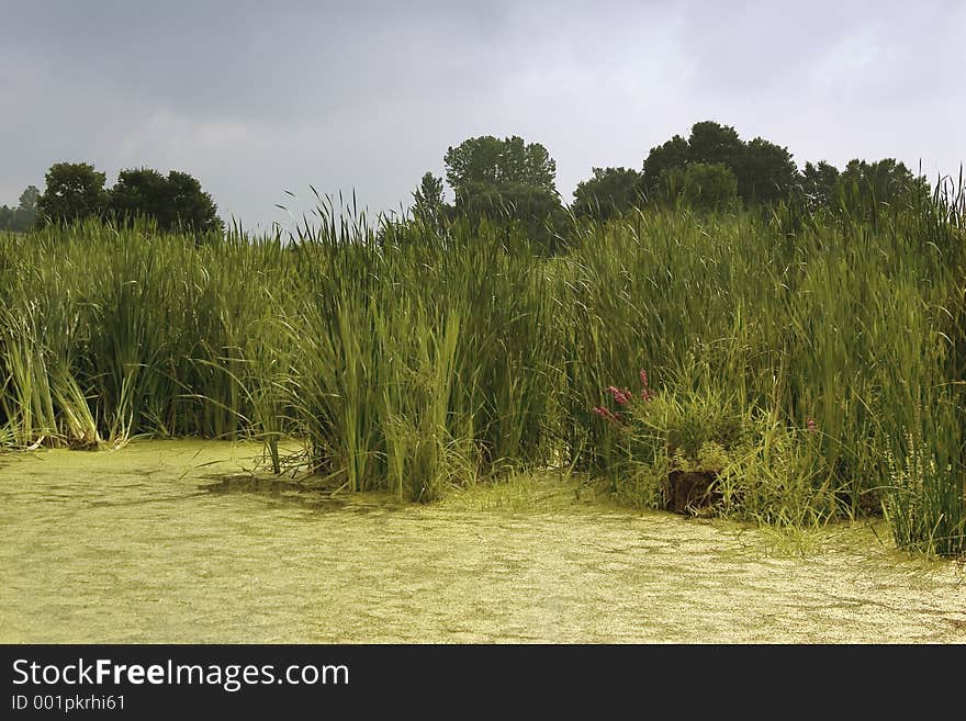 A bog in Vermont on a day mixed with clouds and sun. A bog in Vermont on a day mixed with clouds and sun